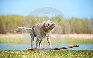 Labrador dog shaking off water after swimming