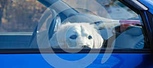 Labrador dog sitting locked in the car and looking out the window