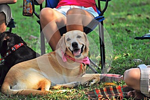 A Labrador dog sitting together with its family members and owners