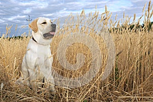 Labrador dog sitting in wheat field in morning sun light