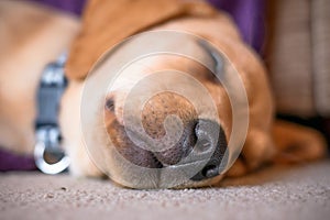 Labrador dog sleeping portrait