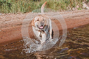 Labrador dog smiles, walks along the lake shore, splashes, water, beach, sand