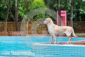 Labrador dog standing by the pool photo