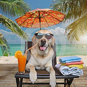 labrador dog with sunglasses at the tropical beach