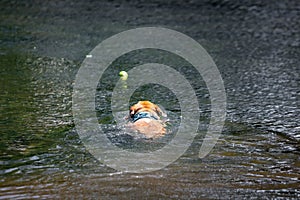 Labrador dog swimming fetching tennis ball in water