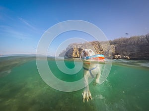 Labrador dog swimming with a frisbee Curacao views