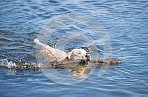 Labrador dog swimming in the lake with a stick in his mouth