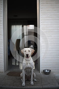 Labrador dog taking care of the house