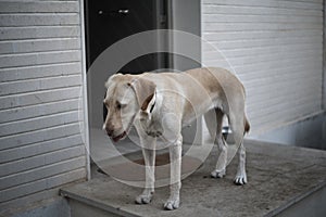 Labrador dog taking care on the ledge of the house at the entrance door horizontal