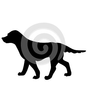 Labrador dog vector eps Hand drawn, Vector, Eps, Logo, Icon, crafteroks, silhouette Illustration for different uses