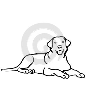 Labrador dog vector eps Hand drawn, Vector, Eps, Logo, Icon, crafteroks, silhouette Illustration for different uses