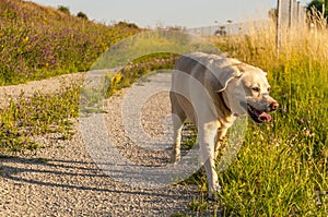 Labrador dog walking in the sun