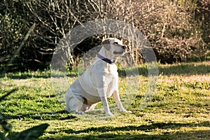 Labrador dog watching