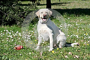 Labrador dog watching