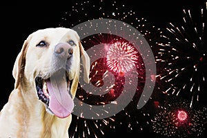 Labrador dog watching the fireworks