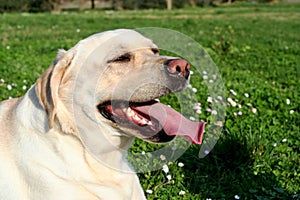 Labrador dog watching, tongue out