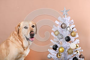 Labrador dog with a white christmas tree on a peach background