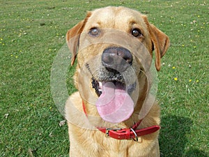 Labrador dogs awaiting a command