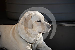 labrador dogs are British breed of retriever gun dog