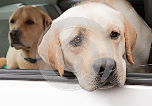 Labrador dogs in car