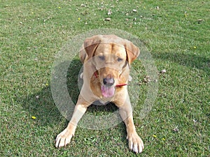 Labrador dogs laying down legs apart