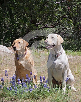 Labrador dogs