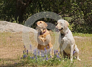 Labrador dogs