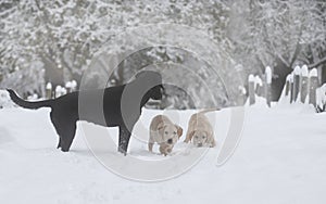 Labrador dogs in the snow