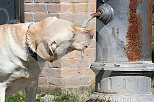 Labrador Drinking / Standpipe