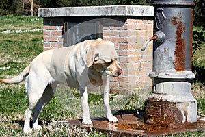 Labrador Drinking / Standpipe