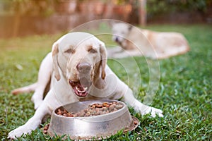 Labrador eat from metal bowl