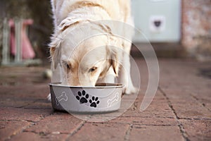 Labrador Eating from Dog Bowl