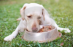 Labrador eating from metal bowl