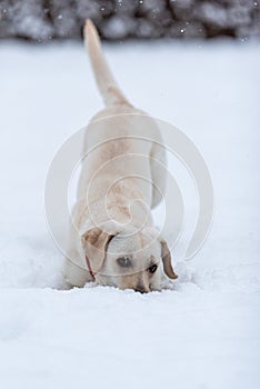 A labrador enjoys the snowdrifts. The dog ducked playfully, hiding its nose in the snow. Snowing. look at the camera