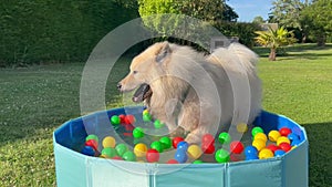 The labrador et eurasier playing in a pool with balls