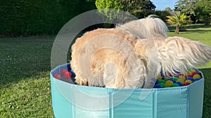 The labrador et eurasier playing in a pool with balls