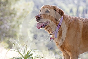 Labrador female dog sweet macro portrait fifty megapixels