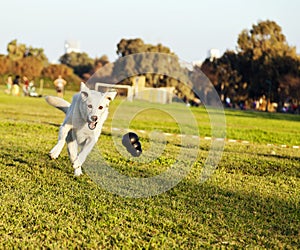 Labrador Fetching Chew Toy in Park