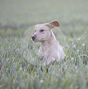 Labrador in a field of corn