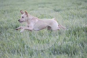 Labrador in a field of corn