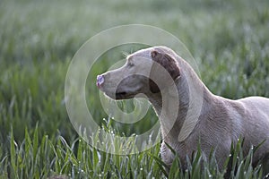 Labrador in a field of corn