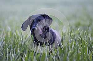 Labrador in a field of corn
