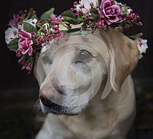 Labrador in flower crown collar