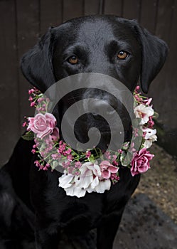 Labrador in flower crown collar