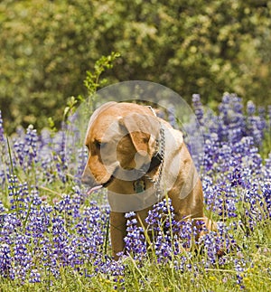 Labrador in the flowers photo