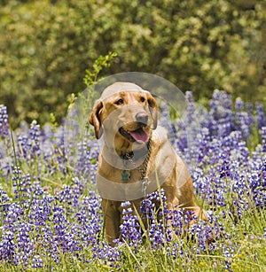 Labrador in the flowers photo