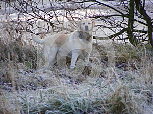 Labrador, frosty morning