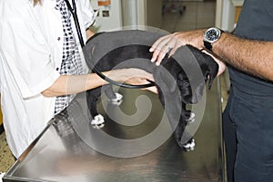 Labrador getting examined