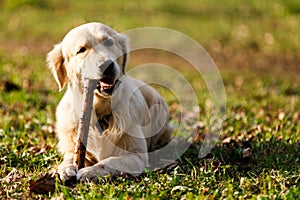 Labrador gnawing stick on lawn
