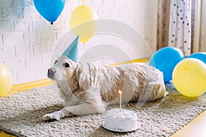 Labrador golden retriever dog celebrates birthday in a cap and with cake